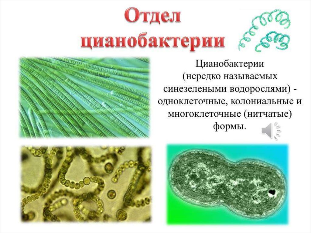 Цианобактерии какой хроматофор. Цианобактерии представители. Синезеленые водоросли цианобактерии. Отдел цианобактерии. Синезеленые водоросли представители.