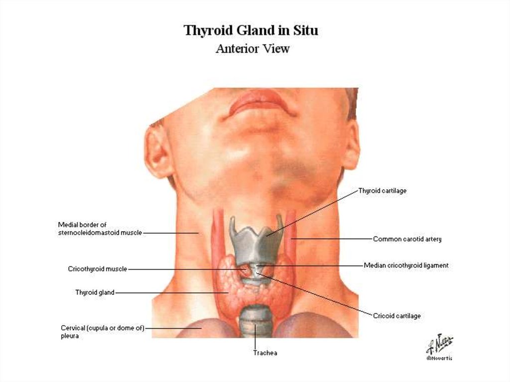 Показать щитовидную железу. Щитовидная железа у мужчин анатомия. Хрящи шеи и щитовидная железа.
