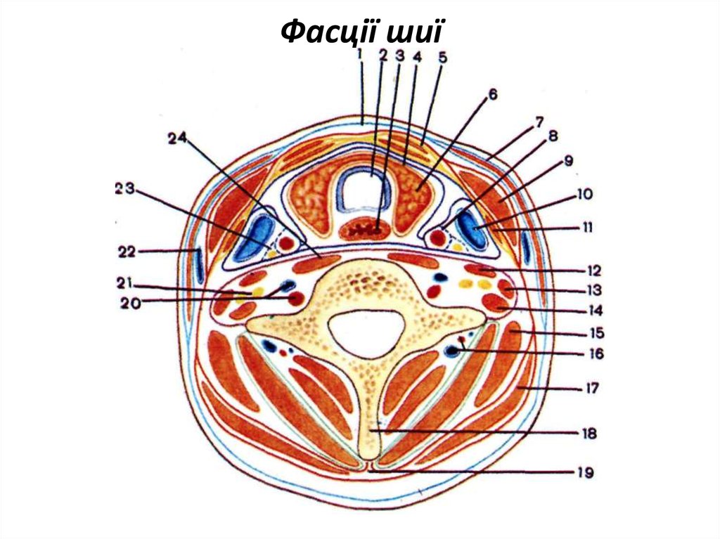 Фасции шеи. Фасции и клетчаточные пространства шеи по Шевкуненко. Клетчаточные пространства шеи по Шевкуненко. Фасции шеи на поперечном разрезе. Фасции шеи и клетчаточные пространства топография.