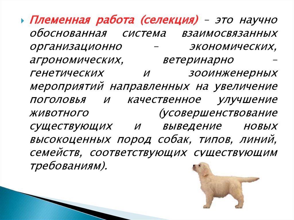 Разведение собак на продажу бизнес план