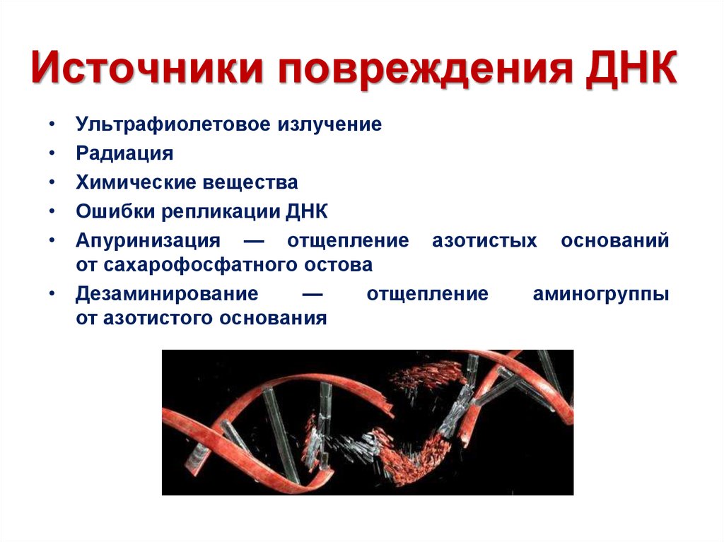 Разрыв цепи днк. Типы повреждения ДНК И их специфичность. Источники повреждения ДНК. Факторы повреждения ДНК. Нарушение структуры ДНК.