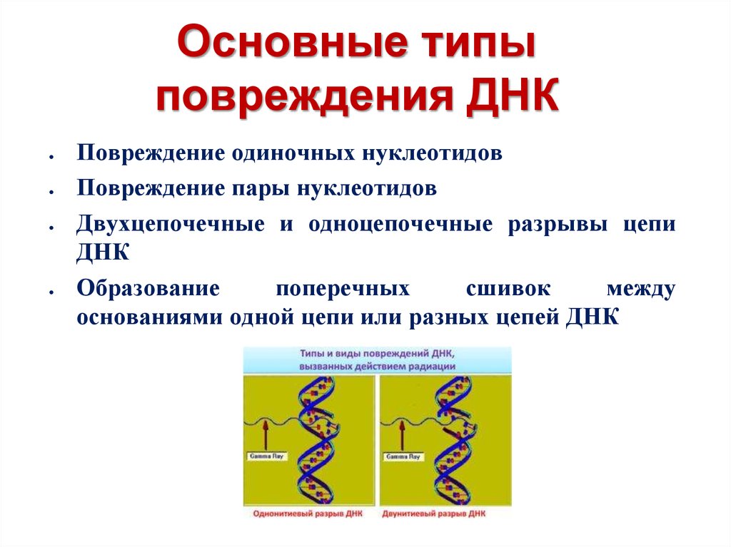 Молекулярный разрыв. Причины и механизмы повреждения ДНК. Основные причины и типы повреждения ДНК. Механизмы повреждения структуры ДНК. Основные причины и типы повреждения ДНК. Типы репарации ДНК..