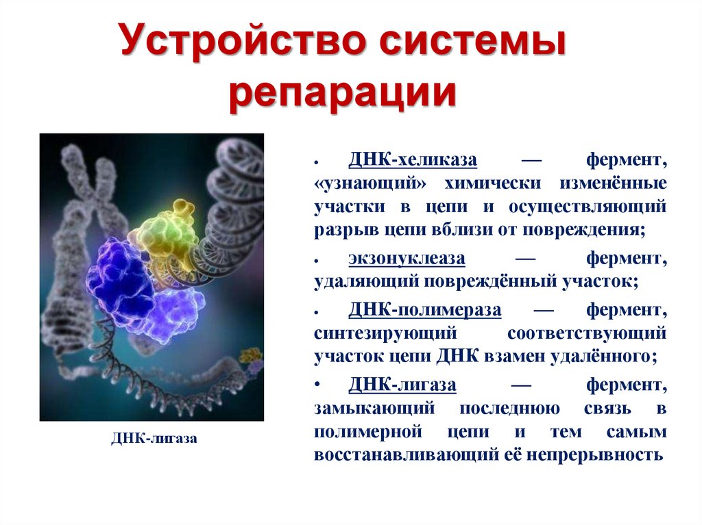 Фермент хеликаза. Репарация структуры ДНК. Устройство системы репарации. Система репарации ДНК. Ферментные системы репарации ДНК.