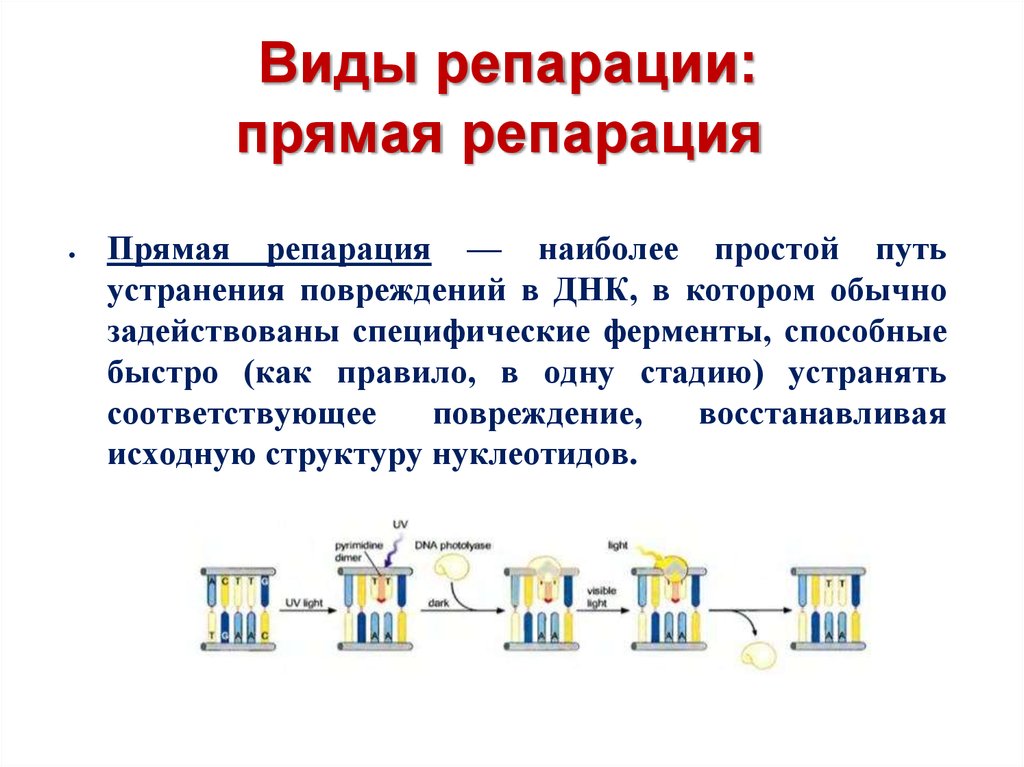 Репарация что это такое. Прямая репарация ДНК схема. Репарационные механизмы ДНК. Механизмы прямой репарации ДНК. Репаративную функцию ДНК обеспечивают.