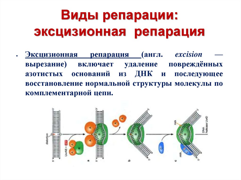 Что такое репарация. Репарация ДНК световая эксцизионная. Механизм эксцизионной репарации. Репаративную функцию ДНК обеспечивают. Этапы эксцизионной репарации.