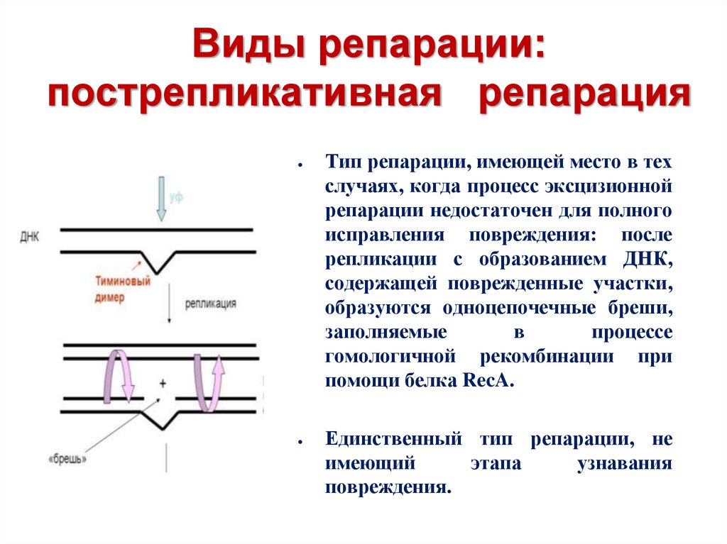 Репарация что это такое простыми словами. Схема пострепликативной репарации ДНК. Механизм пострепликативной репарации. Механизмы репарации ДНК пострекапликативная. Рекомбинационная репарация.