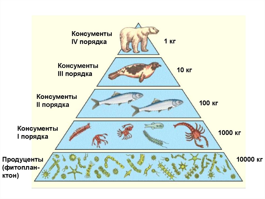 Продуценты это в биологии 5. Консумент 1 порядка консумент 2. Консументы первого порядка 2) консументы второго порядка. Консумент 1 порядка консумент 2 порядка. Консументы 2 и 3 порядка.