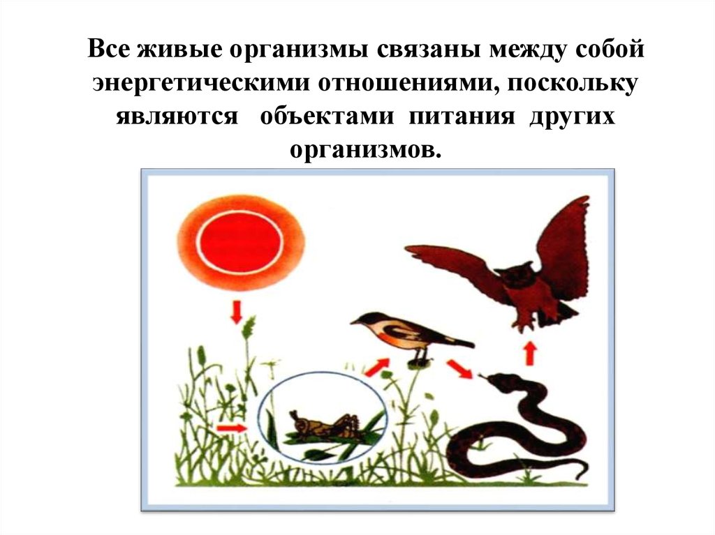 Круговорот веществ на лугу. Живые организмы связаны между собой. Все живое связано между собой. Все живые организмы связаны между собой и составляют. Какими отношениями водные организмы связаны между собой.