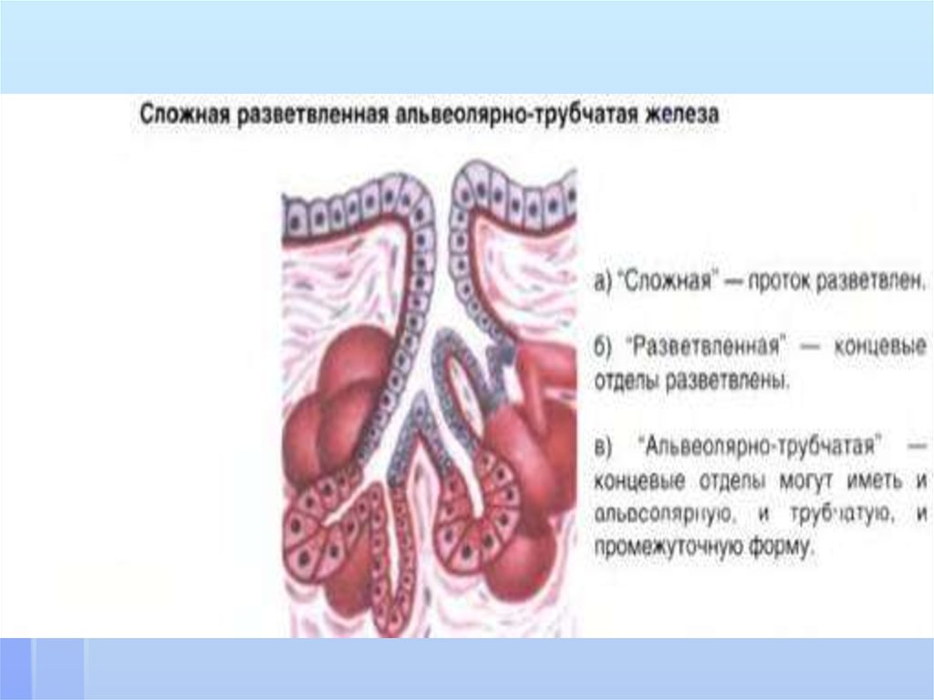 Простые трубчатые железы. Трубчатые и альвеолярные железы гистология. Строение железы альвеолярно-трубчатой. Сложная трубчато-альвеолярная железа строение. Трубчатые альвеолярные разветвленные.