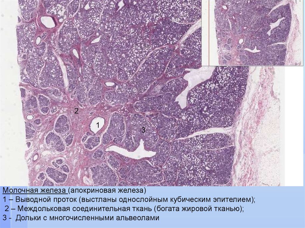 Молочная железа гистология. Ткань молочной железы гистология. Молочная железа протоки гистология. Внутридольковый проток гистология. Протоки молочной железы гистология.