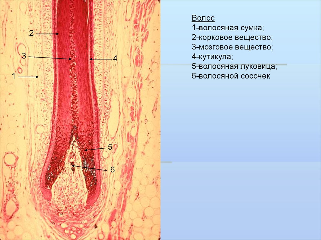 Кожа с волосом. Волосяная соединительнотканная сумка гистология. Волосяной сосочек и волосяная луковица. Волосяной фолликул.