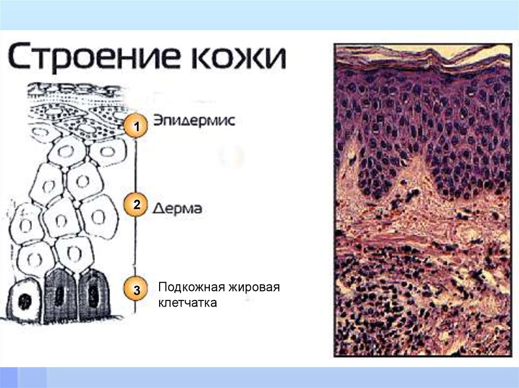 Кожа и подкожная клетчатка. Подкожно жировая клетчатка гистология. Кожа и ее производные гистология лекция. Дерма и ее производные. Гистоморфология строения кожи.