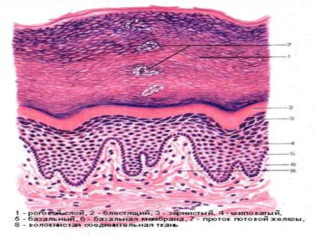 Кожа и слизистые оболочки. Строение кожи пальца гистология. Базальный и шиповатый эпителий. Эпителий пальца гистология. Многослойный плоский ороговевающий эпителий кожи пальца.