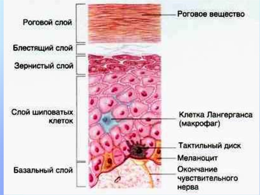 Слои плоского эпителия. Строение кожного эпителия. Эпителий слой кожи строение. Эпителий кожи схема. Роговой слой эпителия.