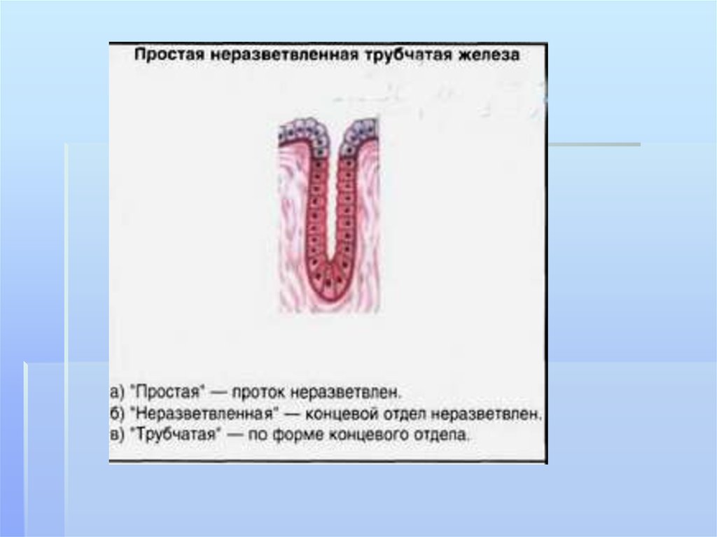 Трубчатая железа. Простая неразветвленная трубчатая железа. Трубчатая железа матки эпителий. Простые разветвленные трубчатые железы. Простая неразветвленная трубчатая железа строение.