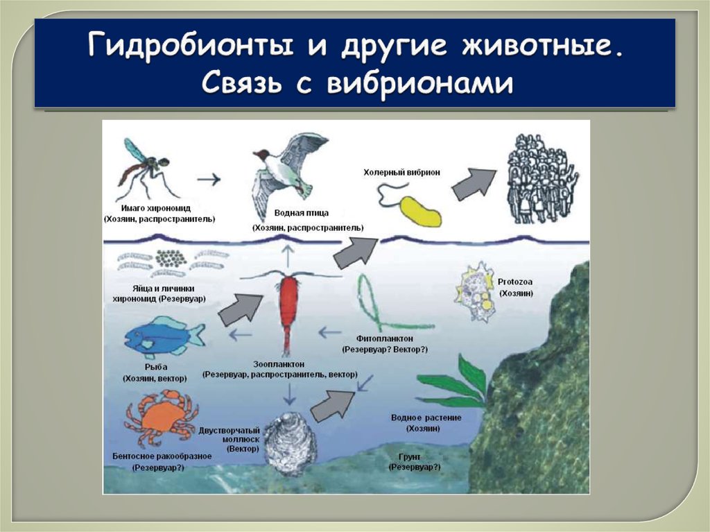 Группы водных организмов таблица. Гидробионты животные. Гидробионты виды. Гидробионты примеры. Классификация гидробионтов.