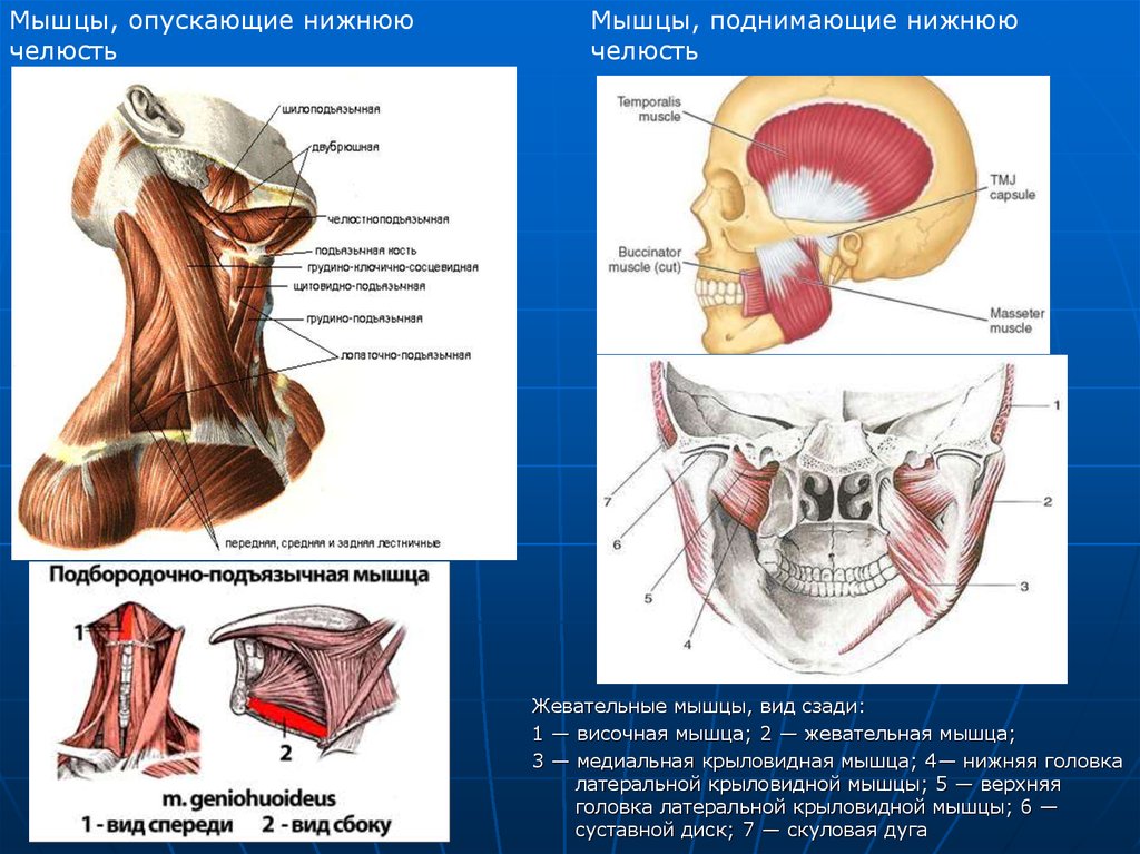 Мышцы челюсти. Жевательные мышцы и мышцы опускающие нижнюю челюсть. Строение нижней челюсти мышцы челюсти. Мышцы опускающие нижнюю челюсть анатомия. Мышцы участвующие в движении нижней челюсти.