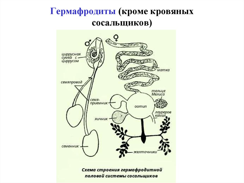 Строение гермафродита