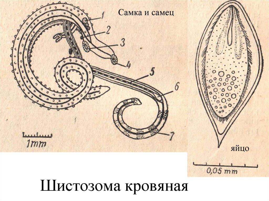 Значение круглых червей. Круглые черви медицинское значение. Плоские черви значение в медицине. Медицинское значение круглых червей. Плоских червей самка и самец.