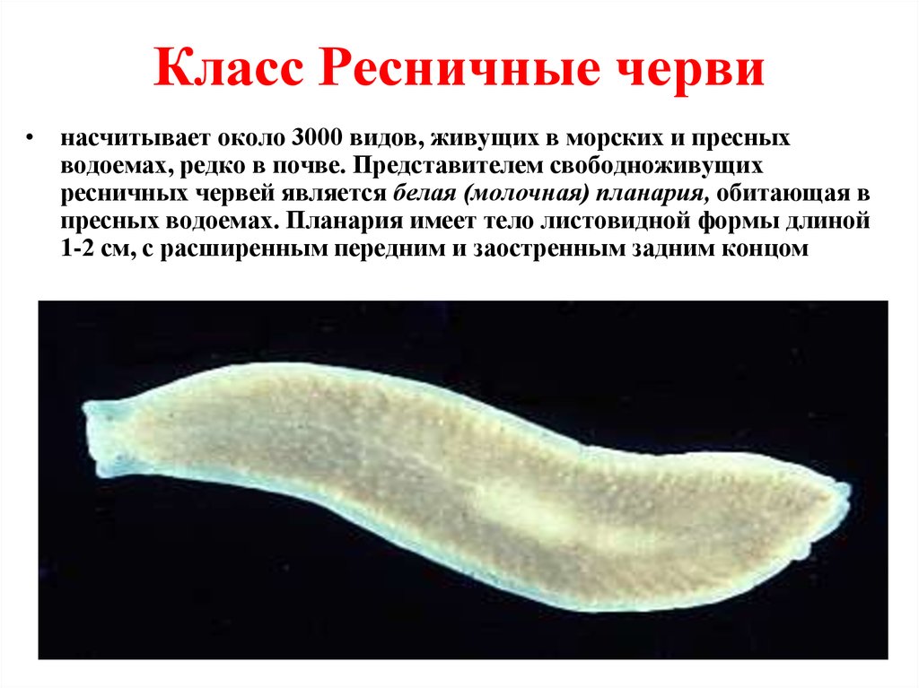 Листовидная форма червей. Реснитчатые черви планария. Ресничные черви молочно белая планария. Класс Ресничные черви представители. Молочная планария среда обитания.