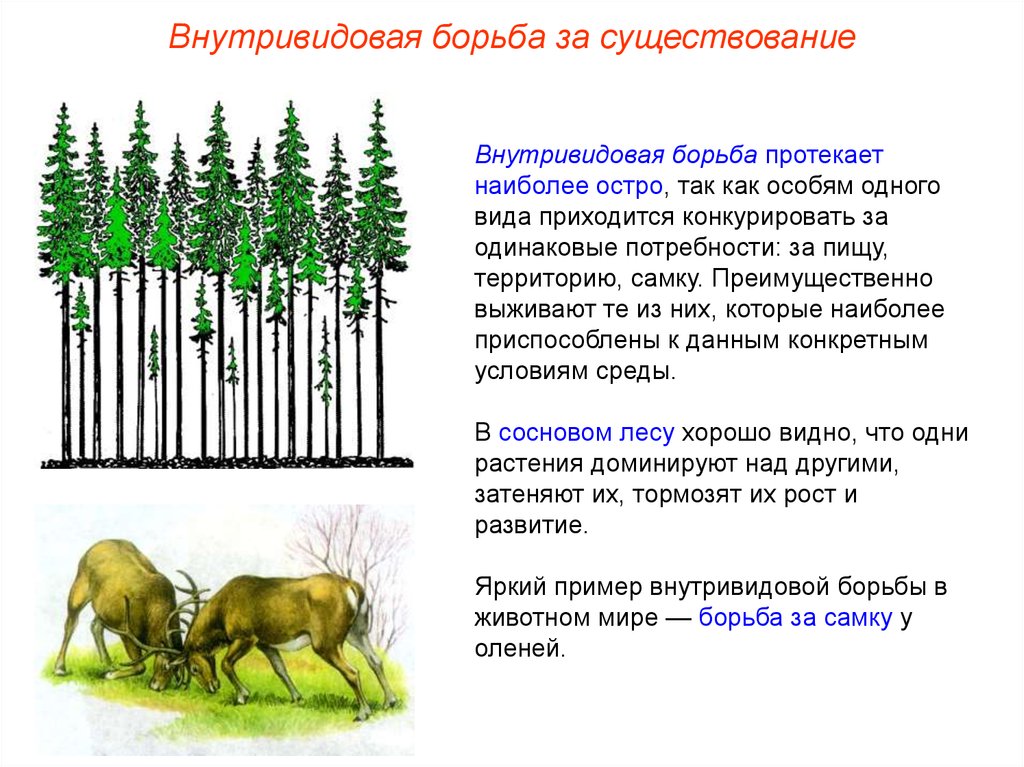 Перечислите виды борьбы за существование. Внутриня видовая борьба. Внутривидовая борьба за существование. Внутривидовая борьба примеры. Борьба за существование конкуренция.