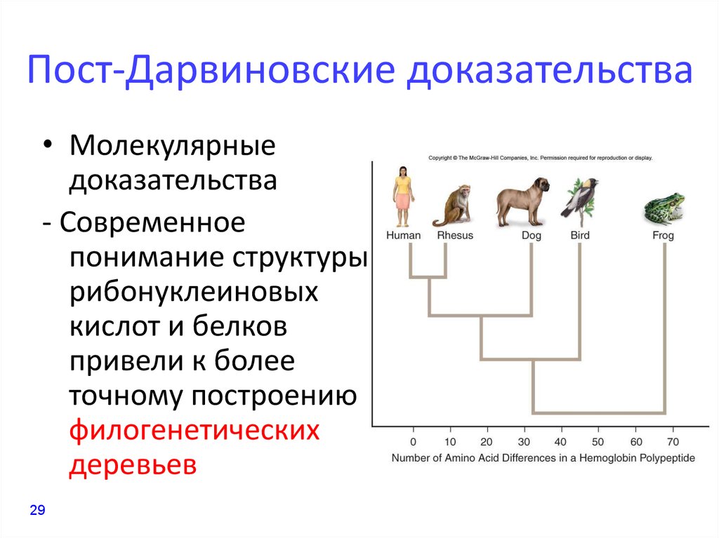 Движущие силы эволюции презентация 7 класс