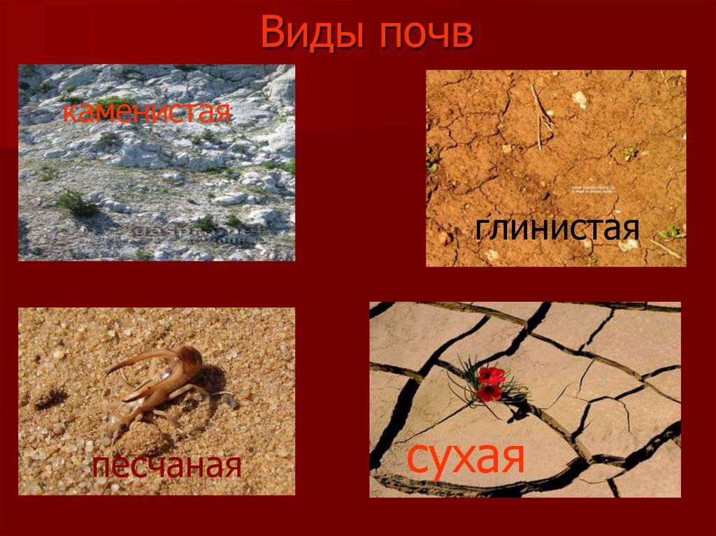 Почва окружающий мир 4 класс. Почвы бывают. Три вида почв. Картинки на тему почва. 4 Вида почвы глинистая.