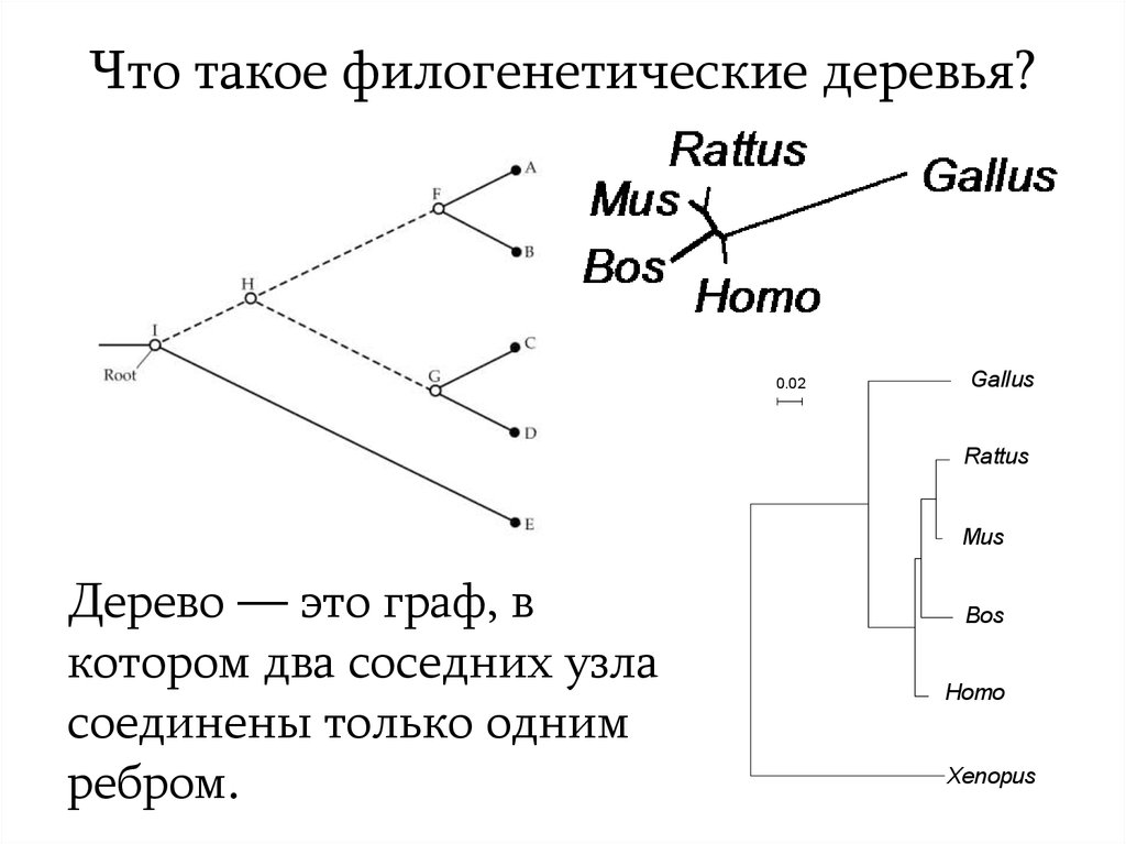 Общая схема филогенетического цикла