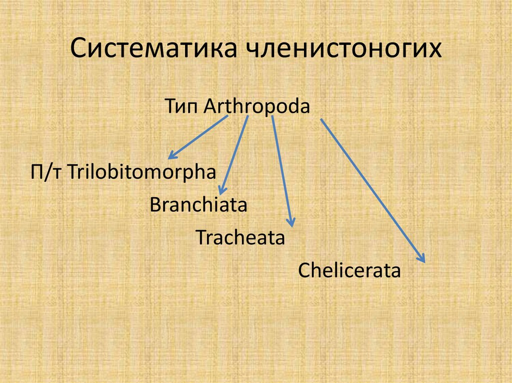 Группа членистоногих. Членистоногие систематика. Членистоногие таксономия. Arthropoda систематика. Систематика членистоногих схема.