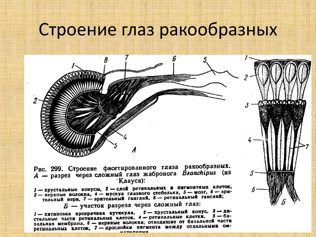 Сложное строение глаз. Строение сложного глаза ракообразных. Фасеточные глаза у ракообразных. Сложные глаза у ракообразных. Сложные фасеточные глаза у ракообразных.