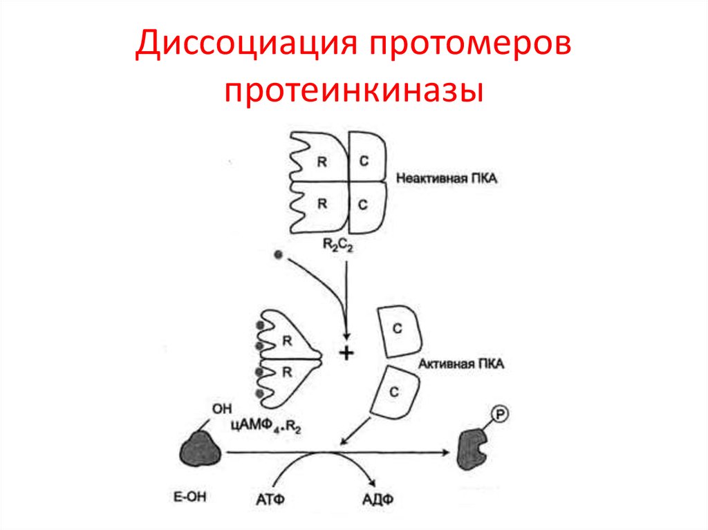 Диссоциация белков