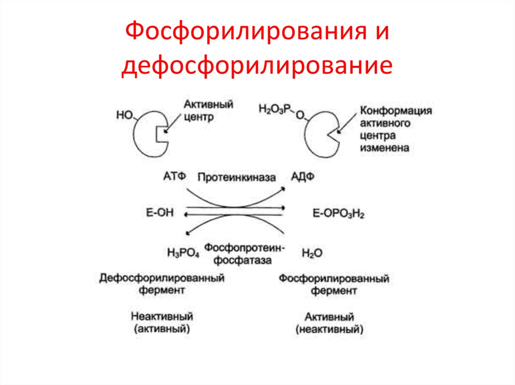 Регуляция активности ферментов ковалентная модификация. Схема реакции фосфорилирования фермента. Схема фосфорилирования белков. Дефосфорилирование Серина. Реакции фосфорилирования обратимы.