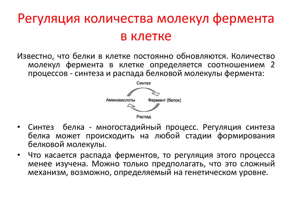 Молекула фермента. Регуляция количества молекул фермента в клетке. Регуляция количества ферментов. Регуляция активности ферментов в клетке. Изменение количества молекул фермента.