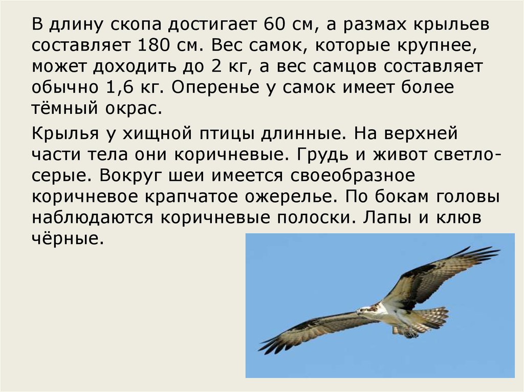 Размах крыла. Скопа размах крыльев. Интересные факты про Скопу. Размах крыльев коршуна и скопы примерно.