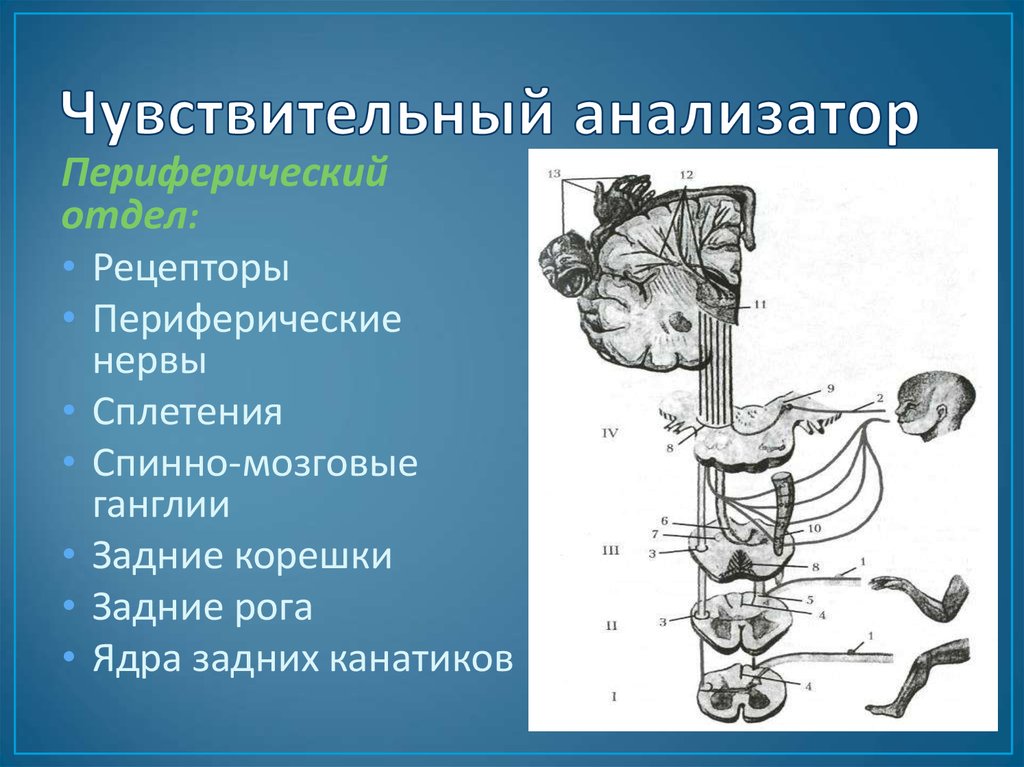 Чувствительный. Чувствительный анализатор и его составные части. Периферический отдел чувствительного анализатора. Чувствительная часть анализатора. Строение чувствительного анализатора.