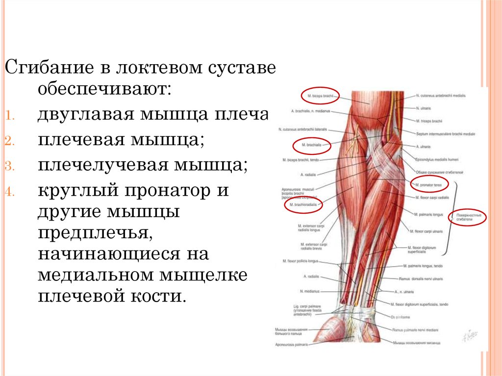 Топографическая анатомия локтевой области. Обнажение плече­вой артерии в локтевой области