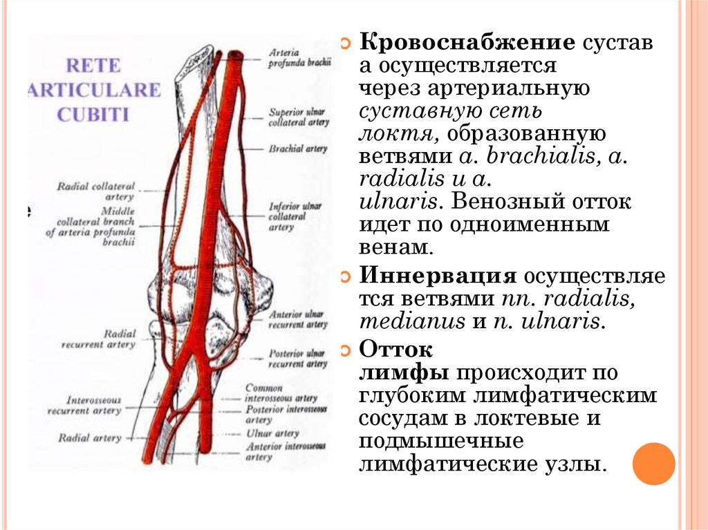 Схема кровоснабжения локтевого сустава