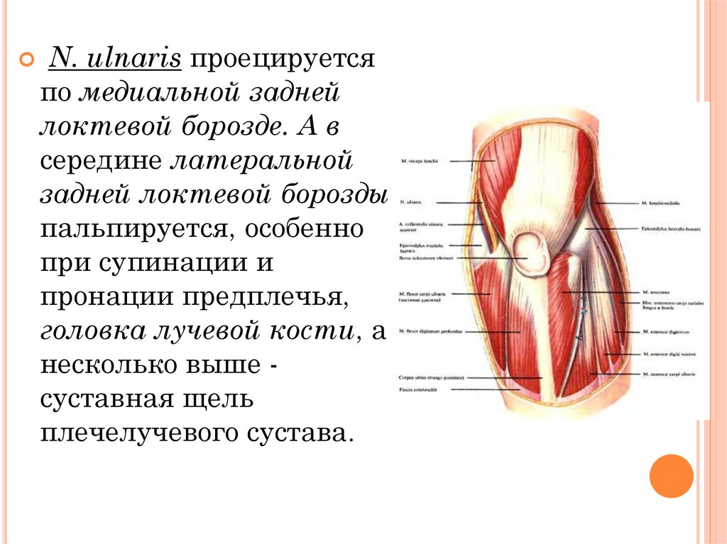 Локтевой сгиб