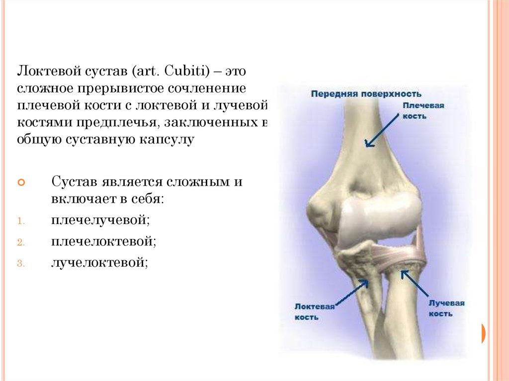 Соединения локтевой кости