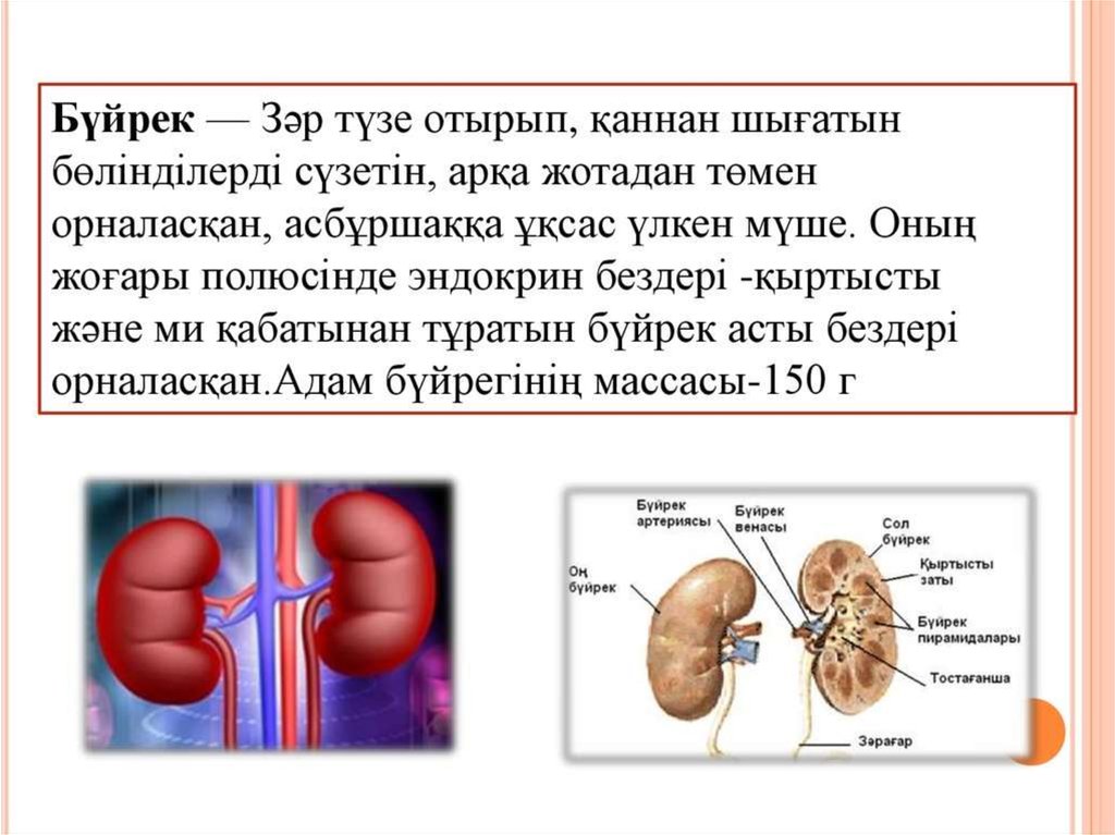 Бүйрек коликасы презентация