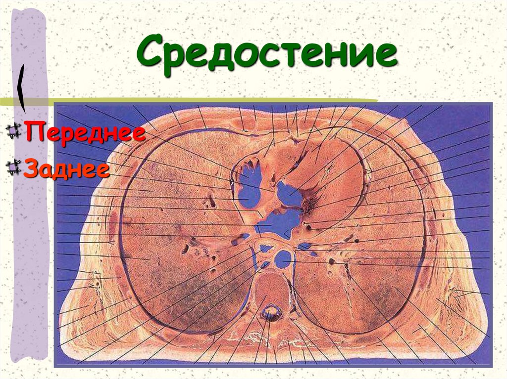 Средостение