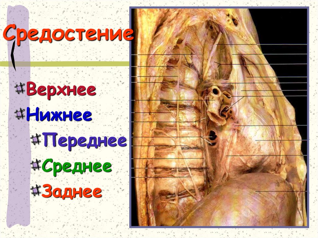 Средостение