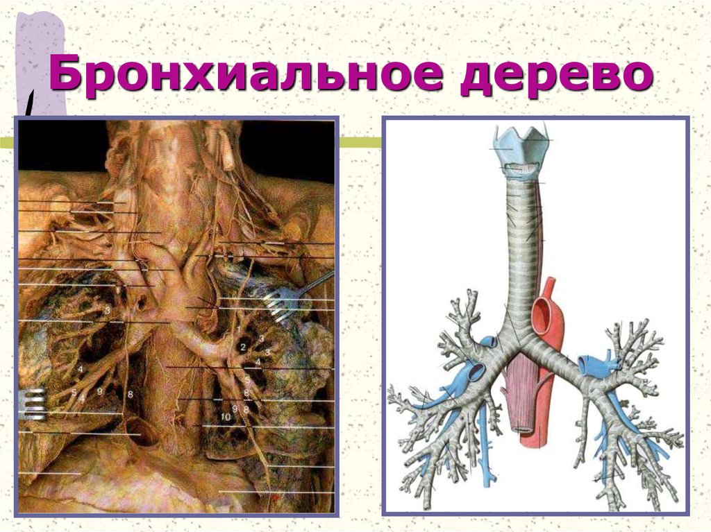 Трахея фото. Трахея и бронхиальное дерево. Бронхи и бронхиальное дерево. Бронхи строение бронхиальное дерево. Трахея и бронхи строение бронхиального дерева.