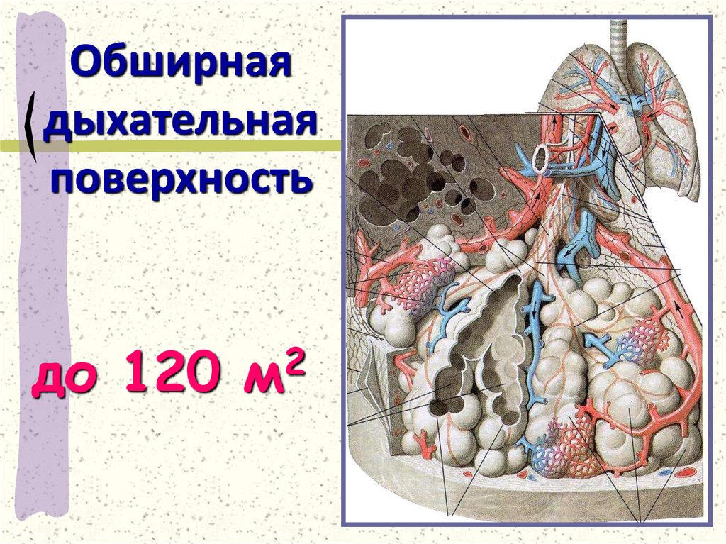 Обширная дыхательная поверхность