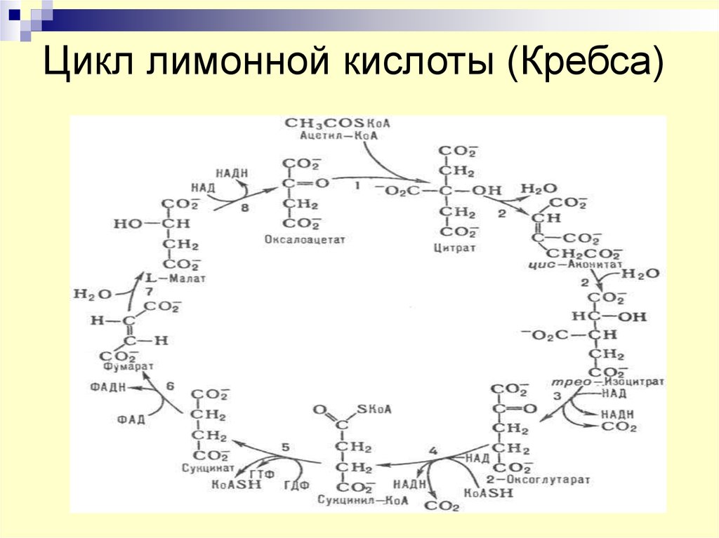Цикл лимонной кислоты (Кребса)