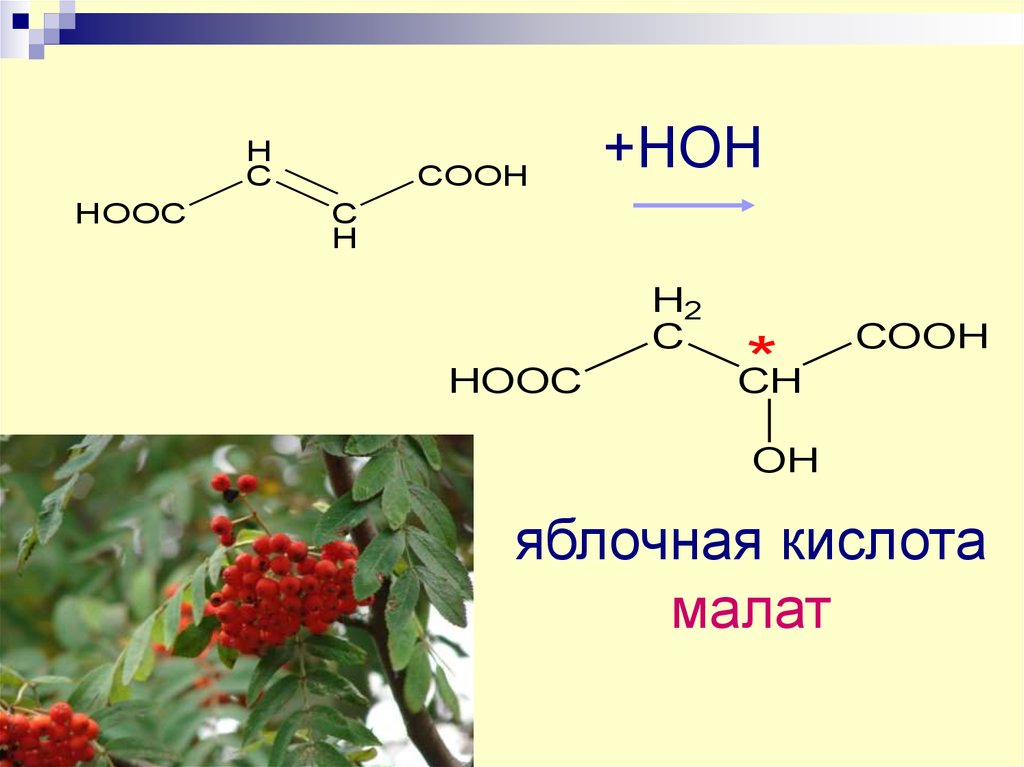 Соли яблочной кислоты называются малатами. Приведите примеры биологически важных комплексов.