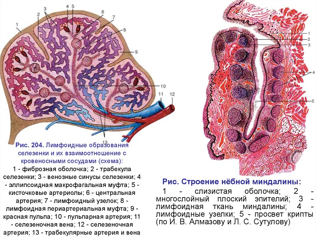 Селезенка схема