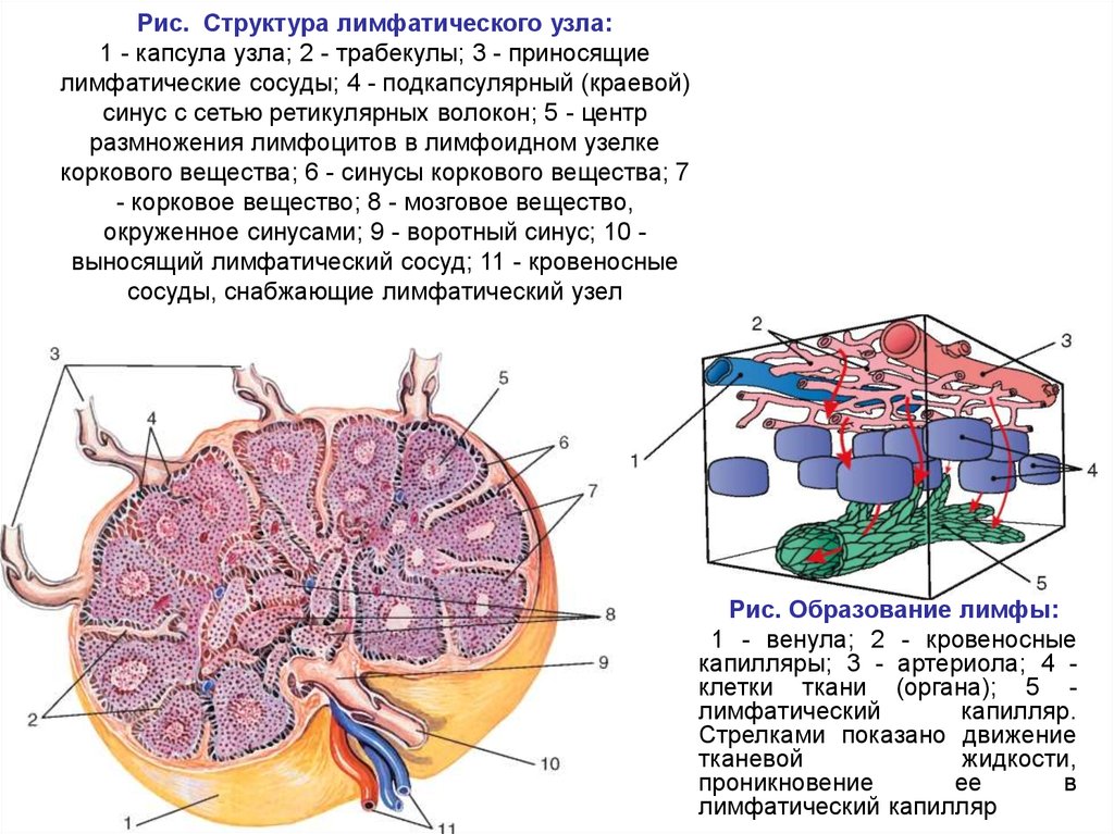 Лимф сосуды