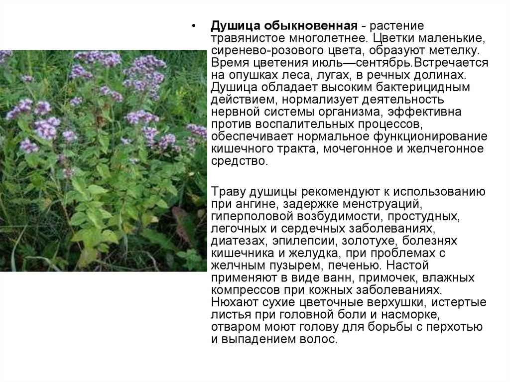 Лекарственные растения новгородской области фото и описание