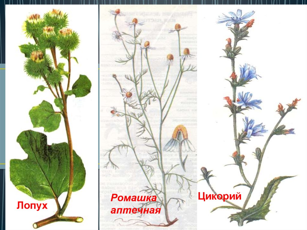 pdf учебно методическое